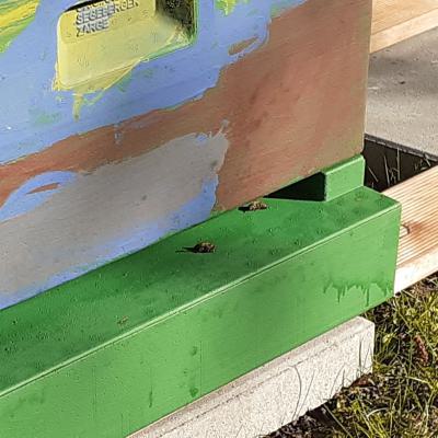 ... und auch die ersten Bienen der 