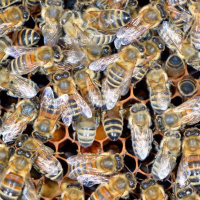 Arbeiterinnen, in den Waben: Pollen, 23.05.2019