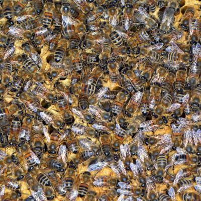 Bienen auf verdeckelter Arbeiterinnenbrut, 23.05.2019