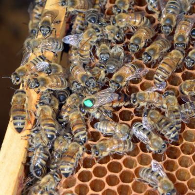 Die frisch markierte Königin des neuen grünen Volkes: Helga