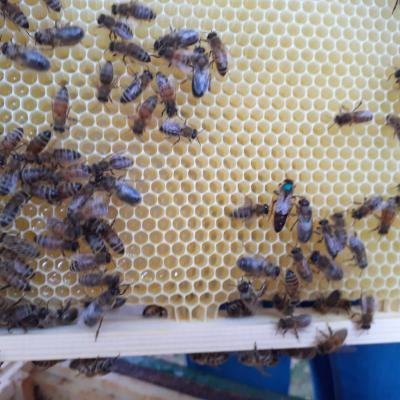 Wabe aus dem grünen Volk mit Königin, 11.07.2019