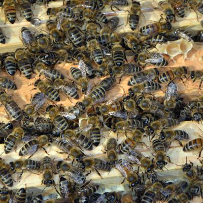 Viele Bienen in der geöffneten Zarge, 29.08.2019