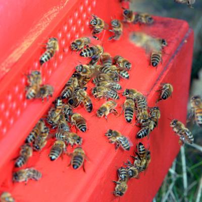 Lebhafter Flugbetrieb vor dem roten Volk, 29.08.2019