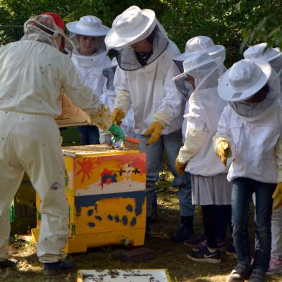 Die Jung-Imker untersuchen die Bienen, 29.08.2019
