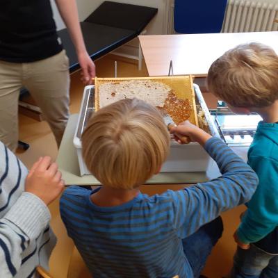 Die Waben werden entdeckelt, 26.09.2019