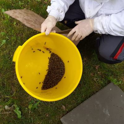 Einweiseln der jungen Königin, 18.05.2020