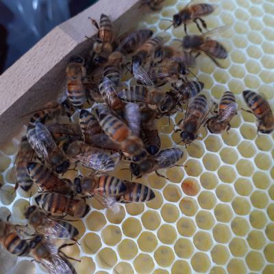 Diese Königin ist etwas dunkler als in der ersten Beute, 25.05.2020