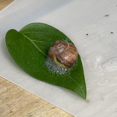 Projektwoche Schnecke Klasse 1c und 1d, 29.06.2023