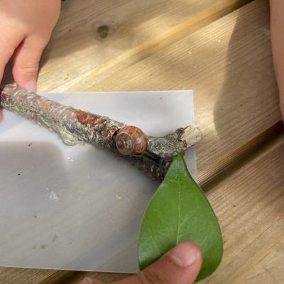 Projektwoche Schnecke Klasse 1c und 1d, 29.06.2023