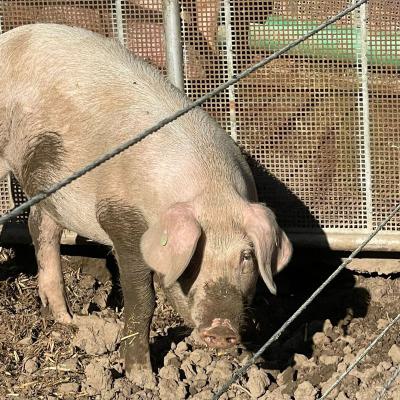Klasse 2d auf dem Bauernhof, 14.09.2023