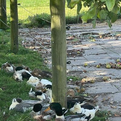 Klasse 2d auf dem Bauernhof, 14.09.2023
